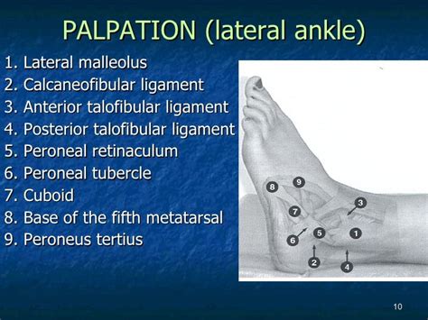 anterior talofibular ligament palpation